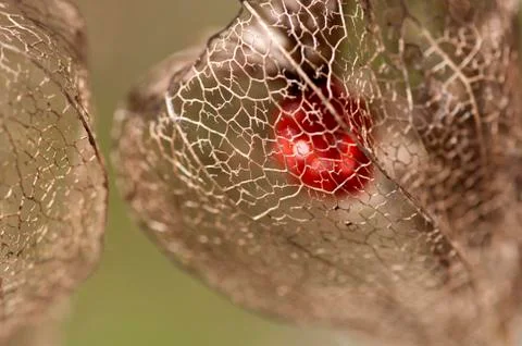 Dried Physalis lantern close up Stock Photos