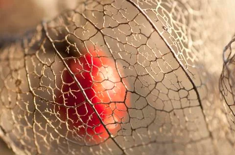 Dried Physalis lantern close up Stock Photos