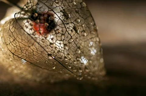 Dried physalis lantern close up Stock Photos