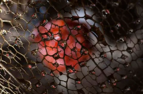 Dried physalis lantern close up Stock Photos