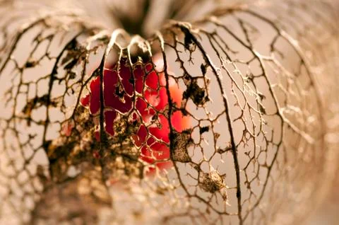 Dried Physalis lantern Stock Photos