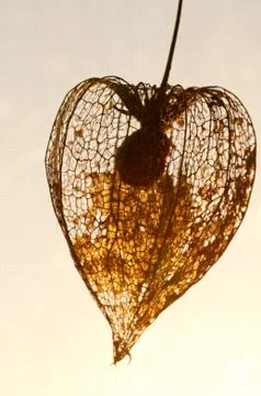 Dried Physalis lantern Stock Photos