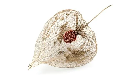 Dried Physalis lantern Stock Photos