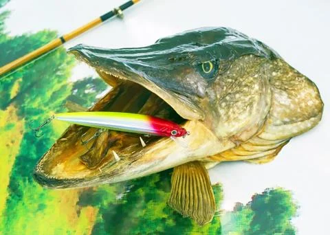 Dried pike head Stock Photos