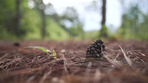 Dried pine cone Video stock 140039343