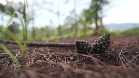 Dried pine cone Stock Footage 179515417