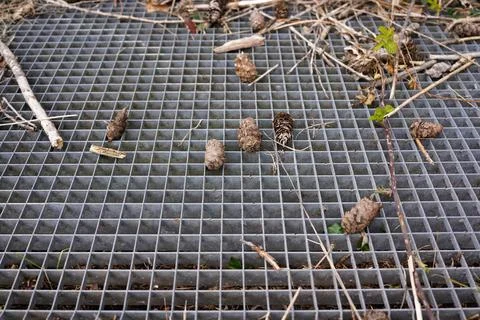 Dried pine cones and branches on metal drainage grate surface industrial te.. Stock Photos