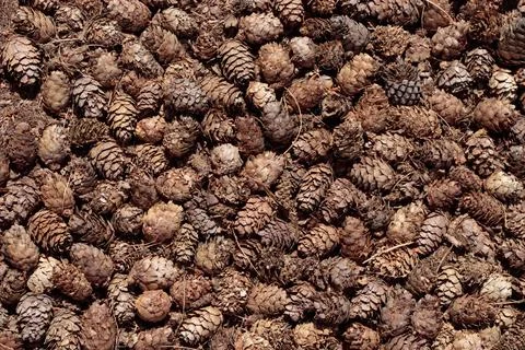 Dried pine cones background texture Stock Photos