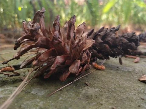Dried pine cones on a blurred background. selective focus. Stock Photos
