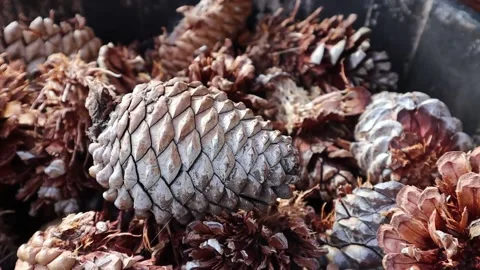 Dried Pine Cones Conifer Cones Stock Footage 228408224