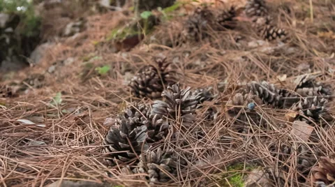 Dried pine cones Stock Footage 56911461