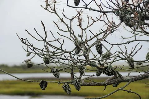 The dried pine cones on the tree near Assateague Island, Maryland, U.S Stock Photos