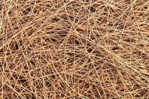 Dried pine leaf background Stock Photos