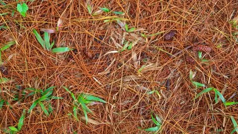 Dried pine leaves as a background Stock Photos