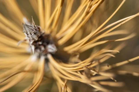 Dried Pine Needle Cluster Close-Up Foto stock