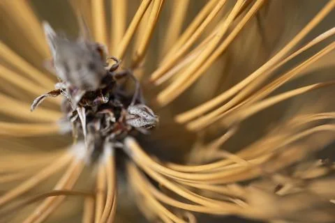 Dried Pine Needle Cluster Close-Up Stock-Fotos