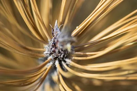Dried Pine Needle Cluster Close-Up Foto stock