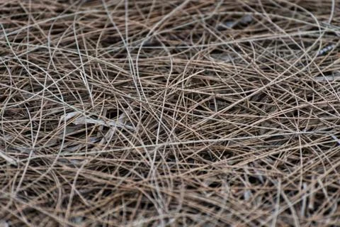 Dried pine needles on the ground Stock Photos