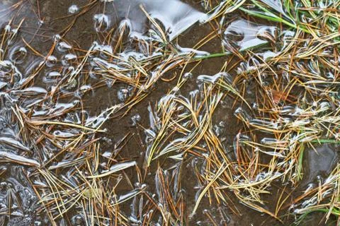 Dried pine needles texture background. Abstract pine needles fall pattern on 库存照片