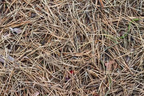 Dried pine needles texture background. Abstract pine needles fall pattern on Stock Photos