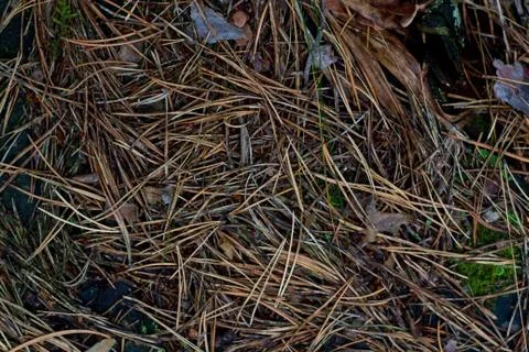 Dried pine needles texture background. Abstract pine needles fall pattern on 库存照片