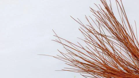 Dried Pine Needles on White Background Stock Photos