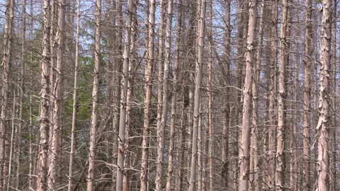 Dried pine snags - full screen Video stock 201531405