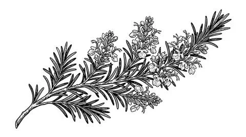 Dried pine sprig with needles isolated Stock Illustration