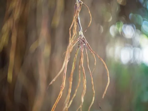 Dried Pine tree branch Photos
