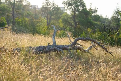 Dried pine tree in a field, public park, Lisi Lake area Stock-Fotos