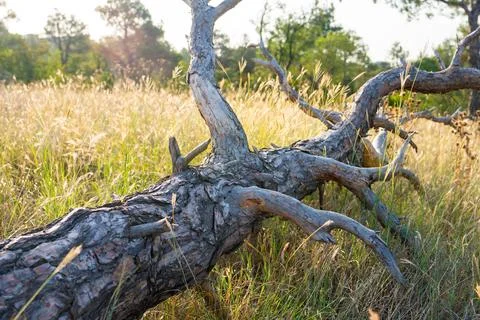 Dried pine tree in a field, public park, Lisi Lake area Stock Photos