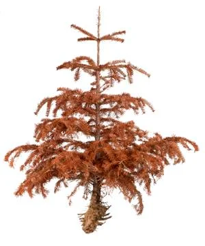 Dried pine tree Stock Photos