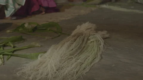 Dried pineapple leaf fibers 스톡 동영상 167373899