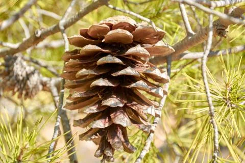 A dried pineapple Stock Photos