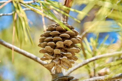 A dried pineapple Stock Photos