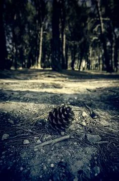 Dried pineapple on a pine Stock Photos