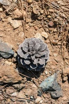 Dried pinecone on a rocky background Stock Photos
