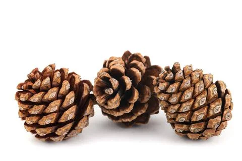 Dried pinecones Stock Photos