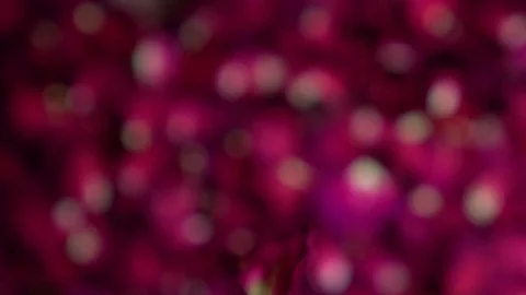 Dried pink rose petals falling 120 fps Stock Footage 80922928