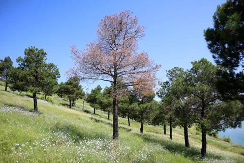A dried Pinus halepensis (Aleppo pine) in the forest Stock Photos