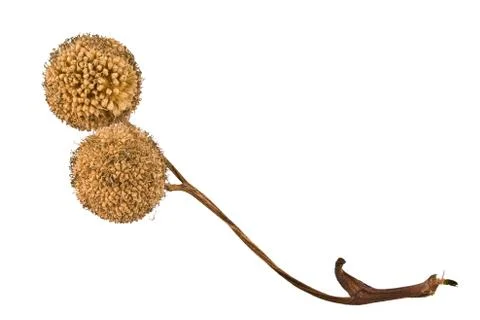 Dried Plane-tree seed balls in autumn Stock Photos