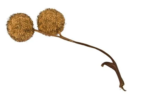 Dried Plane-tree seed balls in autumn Stock Photos