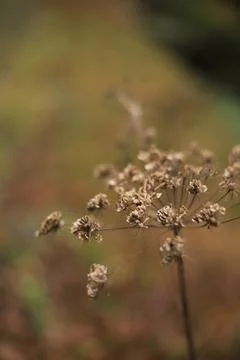 Dried Plant in Autumn Forest, Germany Stock Photos