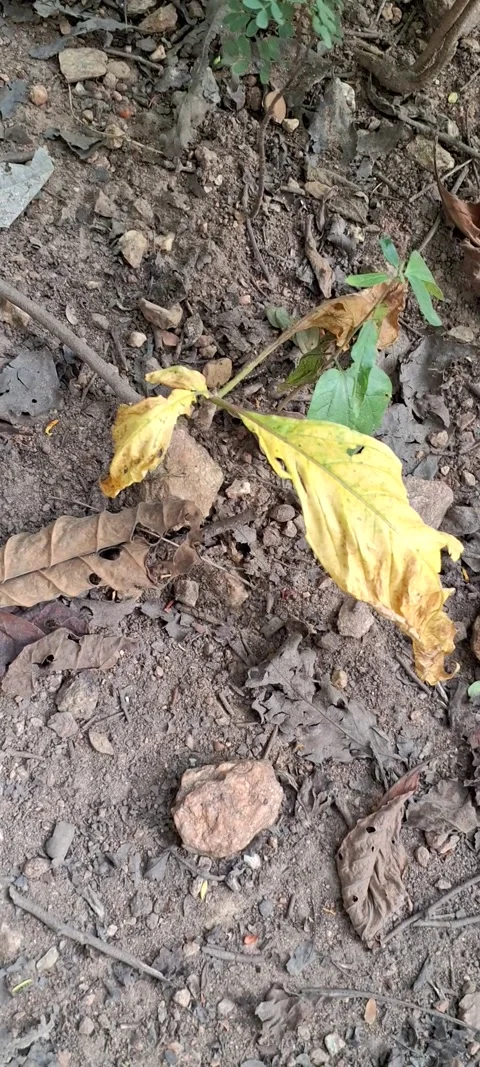 Dried plant Stock Footage 291745309