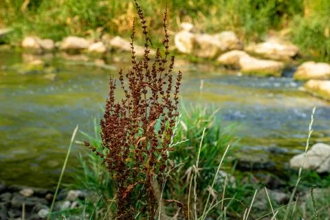Dried plant by the river. Stock Photos