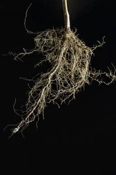 Dried plant root on a black background Stock Photos