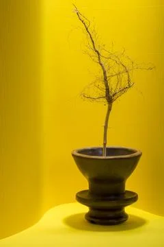 Dried plant root on a colored background in a vase Stock Photos