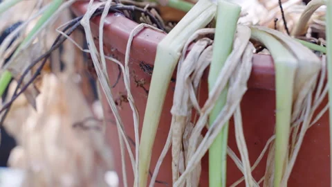 Dried plant in rough soil because of water lack, climate change and global Stock Footage 260836092