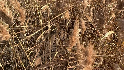 A dried plant, spike. Stock Footage 120097166