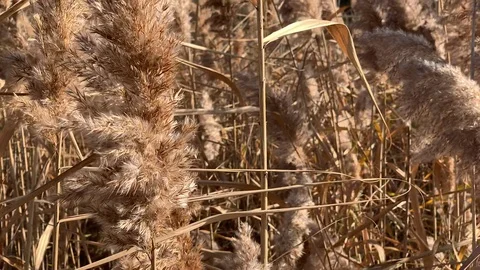 A dried plant, spike. Stock Footage 120097209